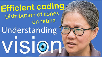 Understanding vision book:  Chap 3, Efficient Coding,  8.2: distribution of cones on the retina