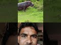 Nitesh Kumar official hippo and lion attack