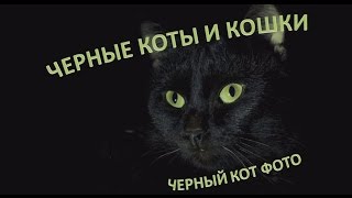 Черные коты: ох, если черный кот дорогу перешел! Черные коты: ох, если черный кот дорогу перешел!