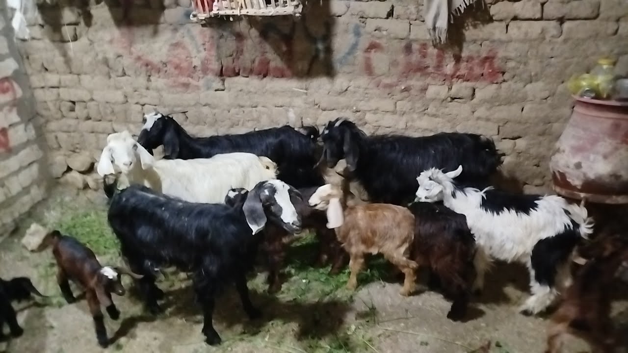 عروض الفرص صفقة ماعز والدين توأم وعشر فرصه بأقل الاسعار (٠١١٥٧٧٩٠٦٠١)#عروض_بيع_الماعز 