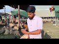 Sheep Bring Me Peace and Happiness These Animals Feel Like Family to Me — Emotional Words