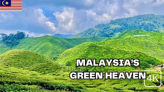 [4K] ENCHANTING CAMERON HIGHLANDS STROLL - 🇲🇾Malaysia‘s Natural Beauty Unveiled | WALKTHROUGH