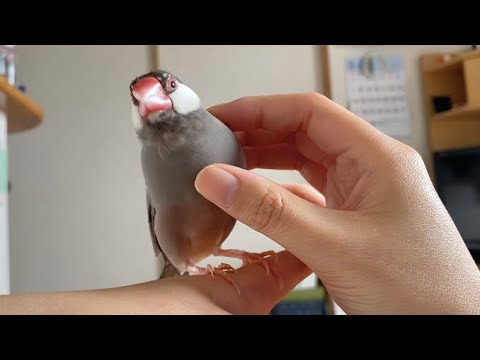 ニギニギ大好きな文鳥も気分じゃないとこうなります　java sparrow
