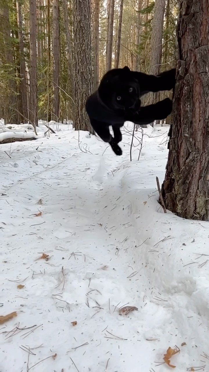#JasonDeruloTV // Panther! #GotPermissionToPost From @Lunathepantera #JalebiBaby