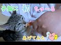 子猫のビビに初めてちゅーるをあげたら反応がすごかった!Kittens to eat a snack for the first time