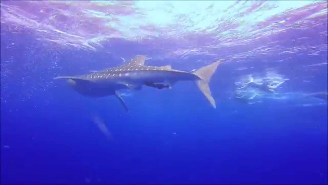 Whale Shark - Gladden Spit, Belize - YouTube