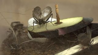鳴いた！飼育している鈴虫の鳴き声 /  bell ringing cricket