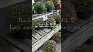 First Color of Early Mums - Ohio Mums