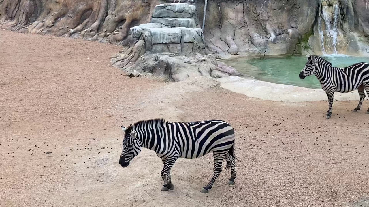 Zebras investigate an ostrich egg at the San Antonio Zoo YouTube