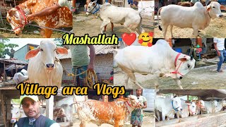 VILLAGE AREA NEW VLOGS+BEAUTIFUL BACHI COW COLLECTION SHANKSAHAR BALI PORE WITH PRICE KOLKATACOW2024