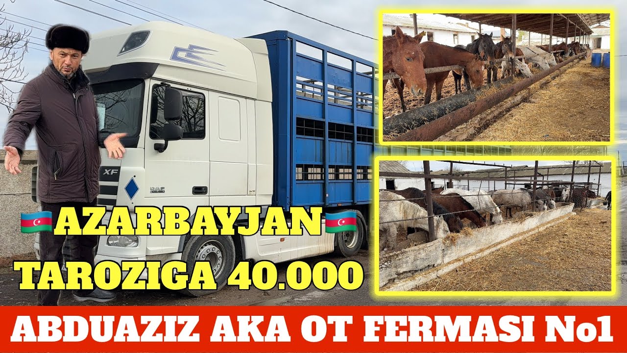 ABDUAZIZ AKA AZARBAYJAN DAVLATIDAN TOYLARI KELDI TAROZIGA 40.000 SO'M OPTOM NARXIDA