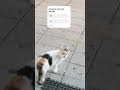 nian cat