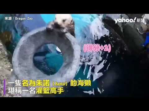 小海獺雙手灌籃萌翻天 球技驚人、練習後還有海鮮大餐｜Yahoo Hong Kong