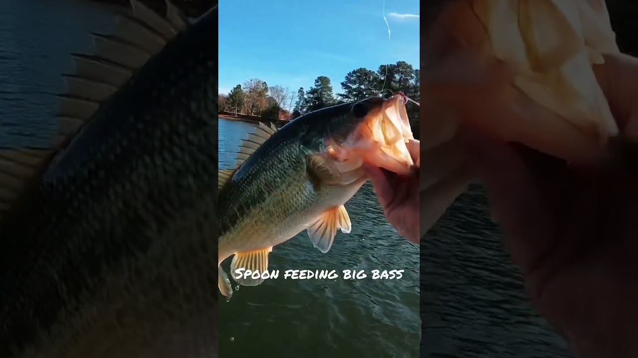 Spoon Feeding Big Bass 🥄🐟 