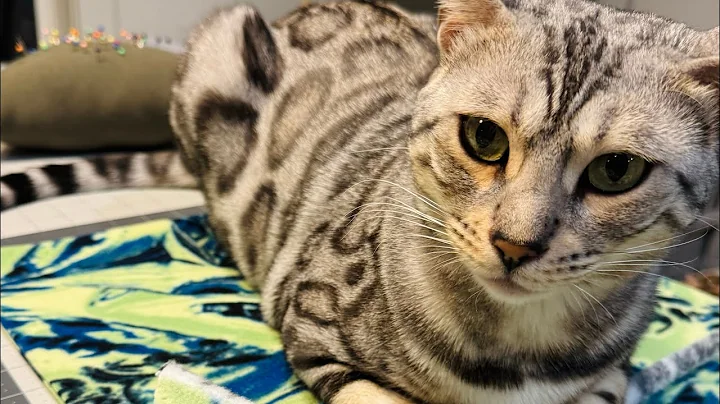 Watch the video about Bengal cat AWESOME jumps and play time!