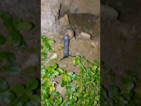 خروج هذا بالليل 