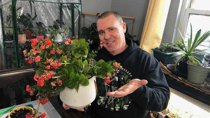 Pruning Kalanchoe,  When, Why and How? Bonus Propagation Tips!! - DayDayNews