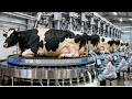 How Giant Dairy Farms Produce Milk At Massive Scale