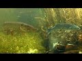 Giant pike attack seabass underwater: deadbait  fishing experiment.
