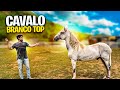 CAVALO BRANCO TOP