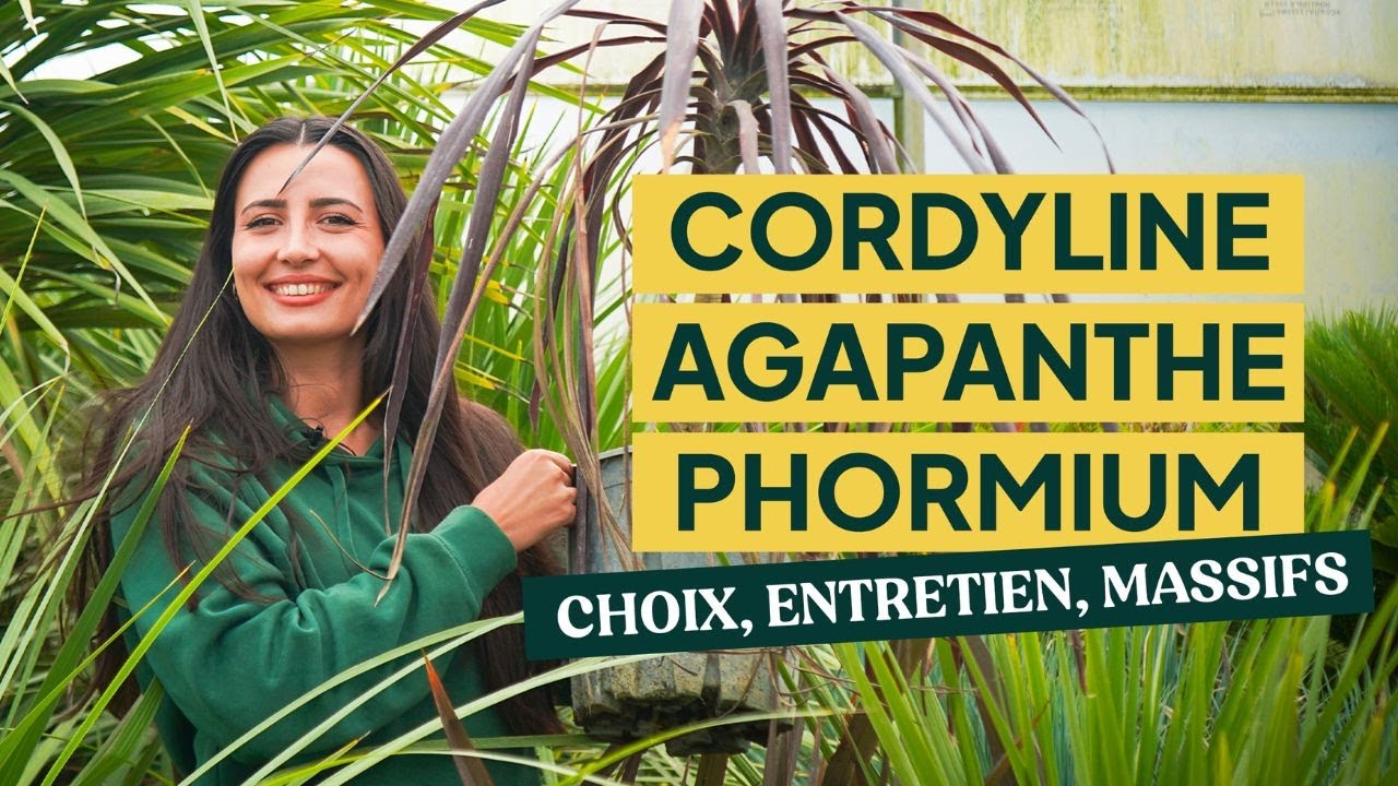 Cordyline, Phormium, Agapanthe : Caractéristiques et Associations de Massifs