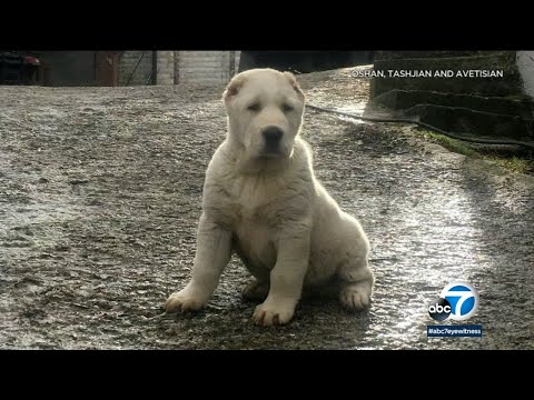 Wideo: Great Danes and St. Bernards Część 