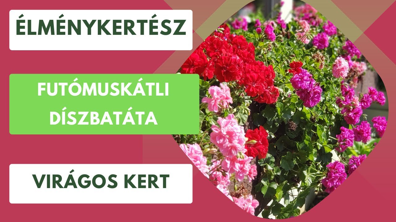 Futómuskátli és a díszbatáta🌺