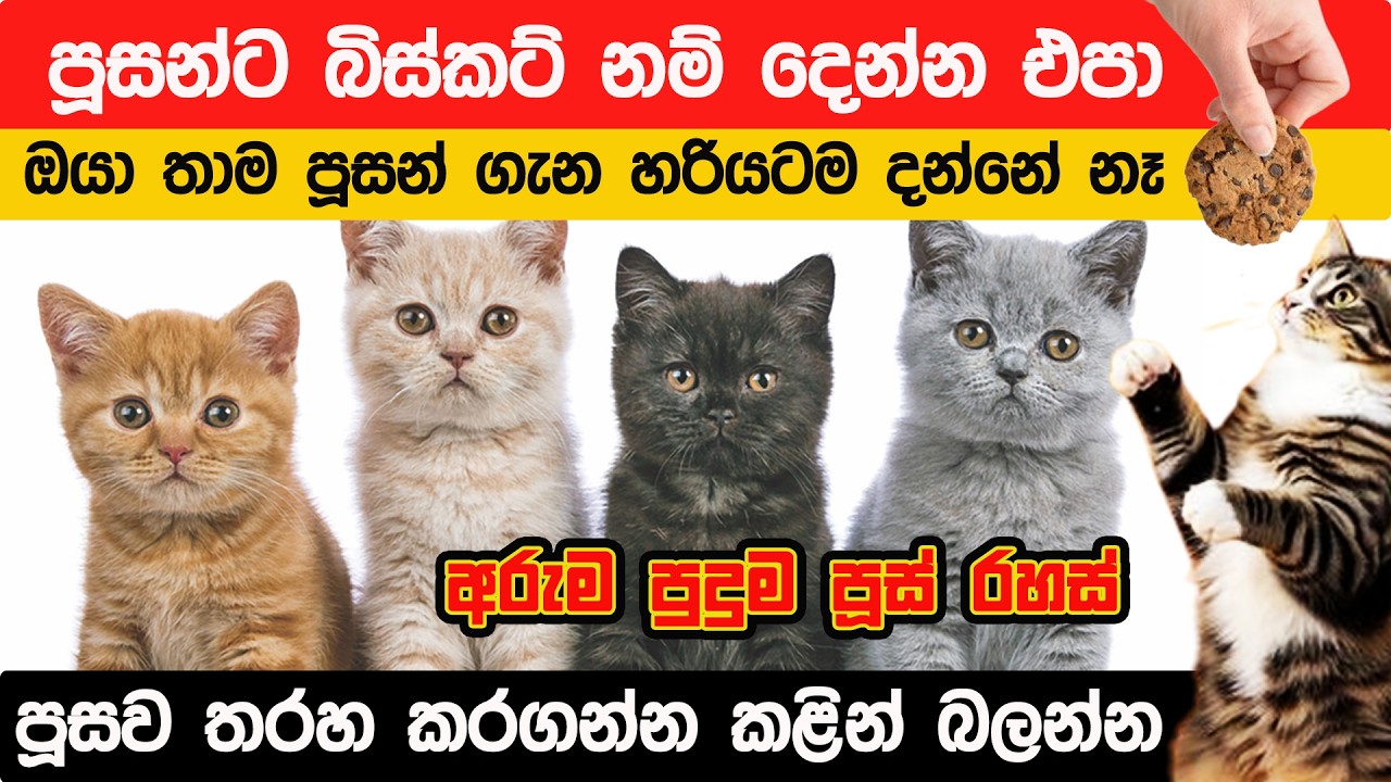ඔයා කවදාවත් නොදන්න පුදුම හිතෙන පූස් රහස්