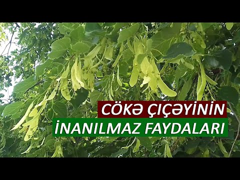 Video: Ürək şəklində Cökə