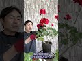 【ゼラニウム】5月に切ると爆発的に咲きます！#ゼラニウム#園芸#ガーデニング #花 #plants