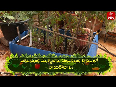 Yetuvanti Mokkalanu Yetuvanti Drumlo Natukovali ? | Perati Ruchulu | 5th Apr 2024 | ETV Abhiruchi - ETVABHIRUCHI