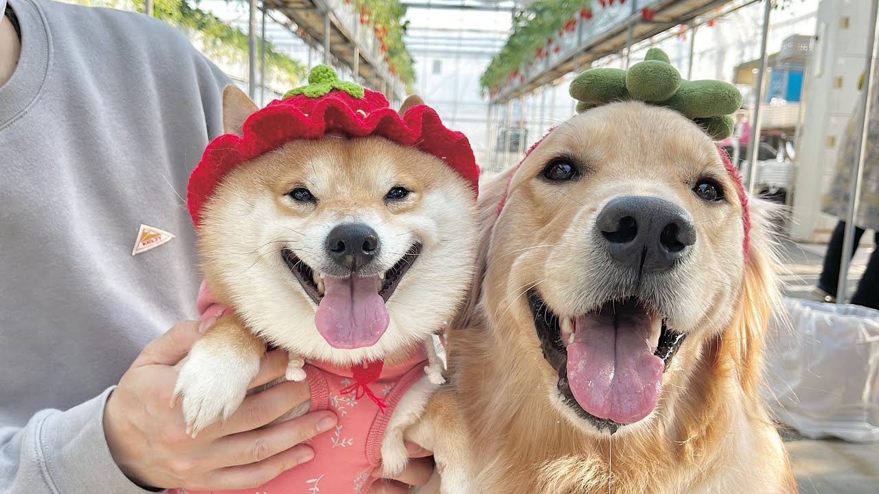 大好物が目の前に溢れかえりテンションがおかしくなってしまう愛犬たち