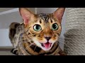 Reasons why bengal cat is better than dogsdino cat