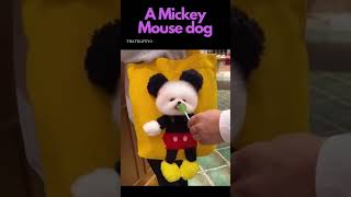 Funny Stuff Wtf Fail Moments - A Mickey Mouse Dog Sweet 