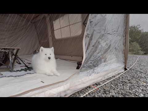 Camping in the rain with my <strong>dog</strong>.. <strong>Are</strong> we going to be okay..?