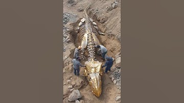 Dragon Fossil Discovered With Armor Plates on Back