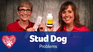 Stud Dog Problems: Pet Care Pro Show