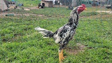 update kuv cov qaib ua kev tshua nawb