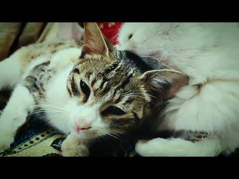 Wholesome Father and Sons Cat Moments 😹🐾😂