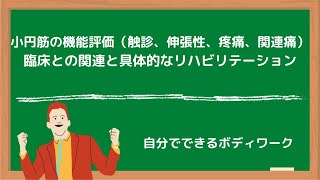 小円筋の機能評価（触診、伸張性、疼痛、関連痛）臨床との関連と具体的なリハビリテーション