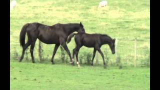 Ziggy Zack X De Niro Colt