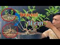 nuôi cây bonsai mini cần biết những gì (what do you need to know to raise super mini bonsai trees)