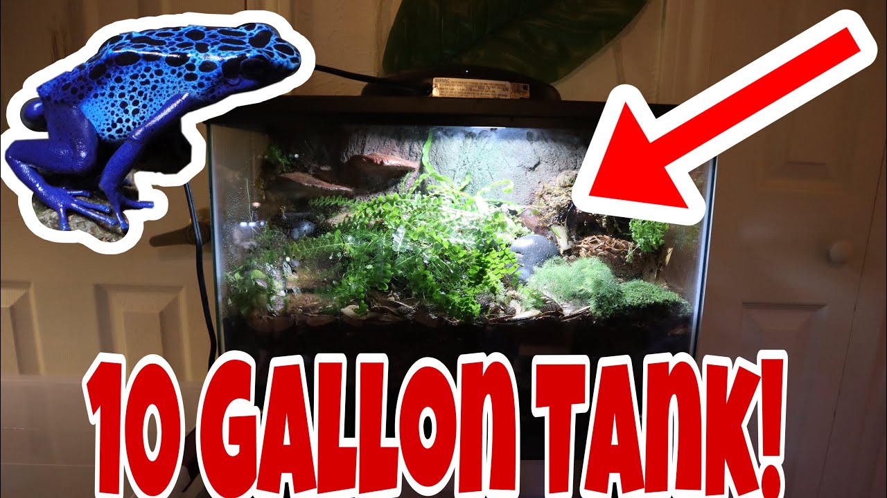 (Diy) 10 Gallon Bioactive Dart Frog Setup!!