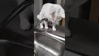 Water Cat! #cats