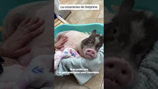 La césarienne de Delphine le cochon miniature