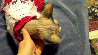 Pedda The Bald Wrinkled Pussycat Shows Off Christmas Sweater