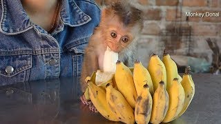 Cute Tiny Donal Like Soft Banana| Baby Monkey Eating Banana