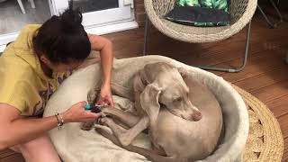 nail clipping  Weimaraner