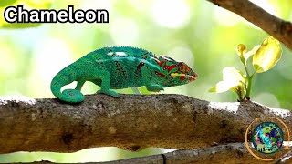 Chameleon Chronicles: Secrets of Nature's Colorful Masters!