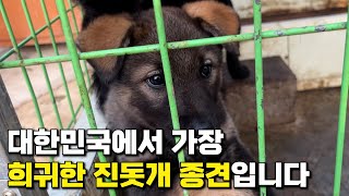 전국 어디서도 찾아보기 힘든 진돗개 종견 강아지입니다. | 진돗개 재구 강아지 | 진돗개 All 흑구 깜이 자견 강아지